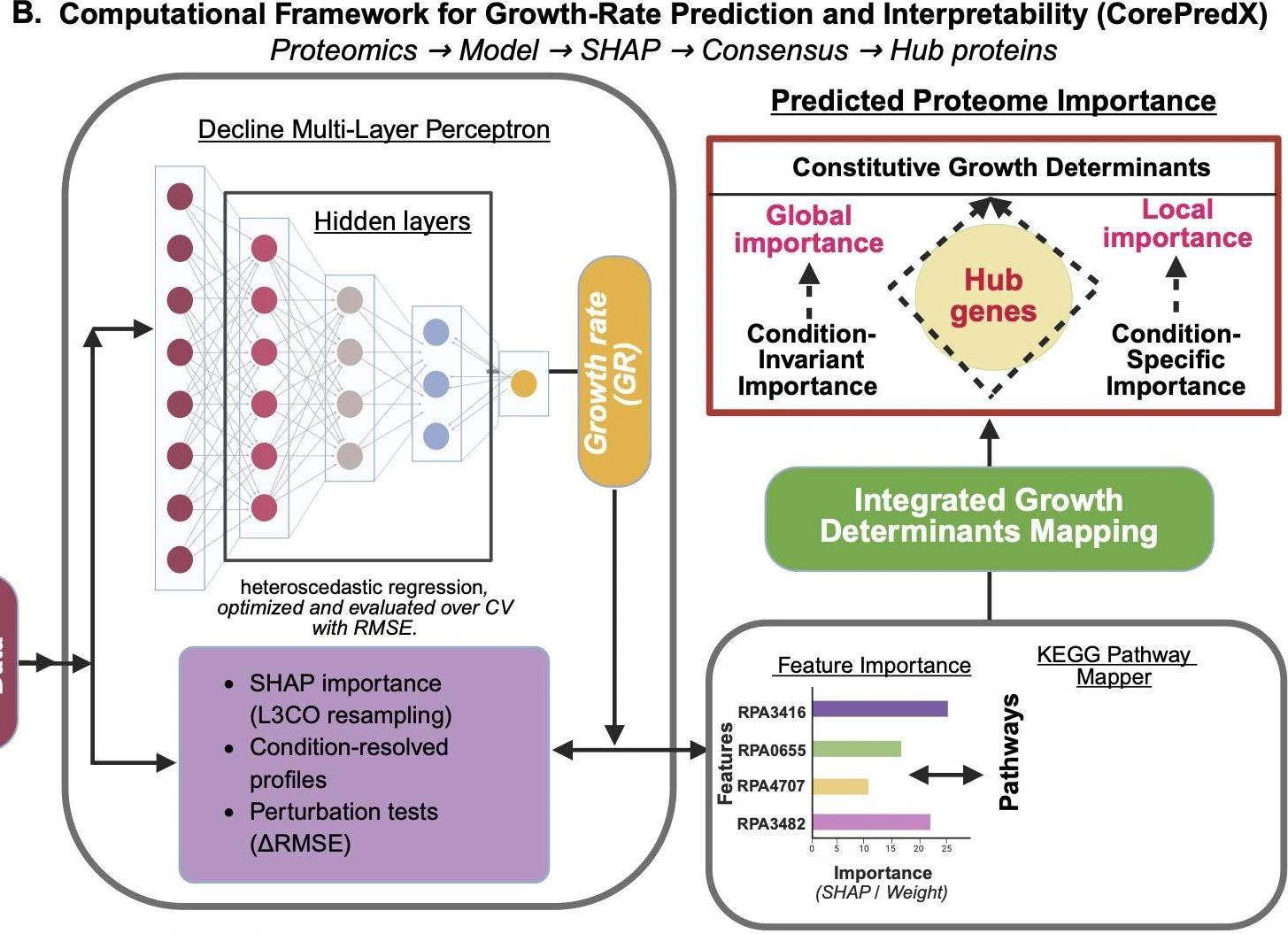 CorePredX Figure 1B showing a neural growth-rate model, SHAP importance, pathway interpretation and candidate hub genes.