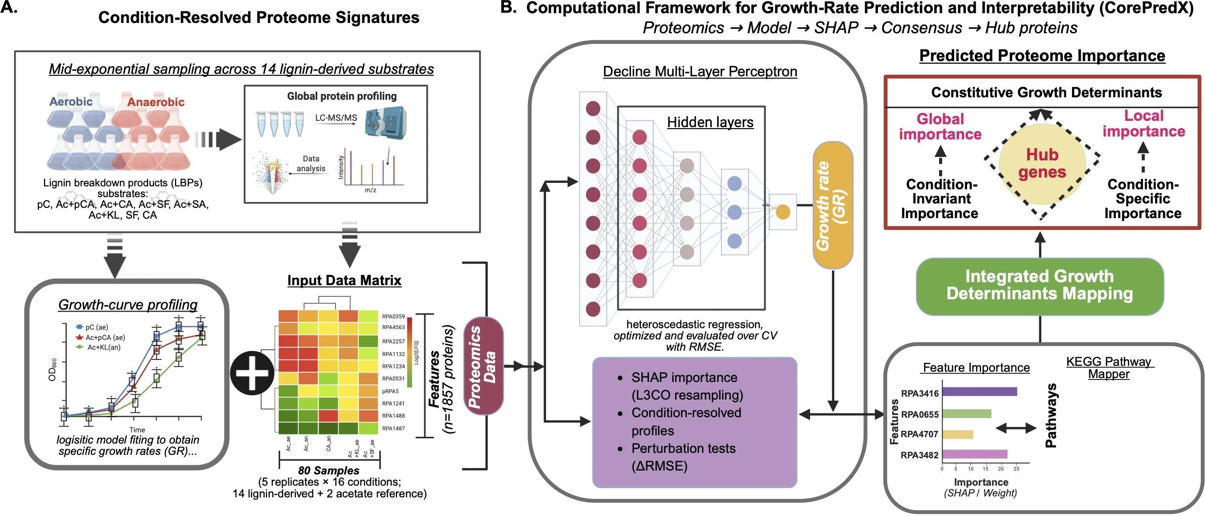 Published CorePredX Figure 1 panels A and B: condition-resolved proteomics and growth-rate modeling followed by SHAP and growth-determinant interpretation.